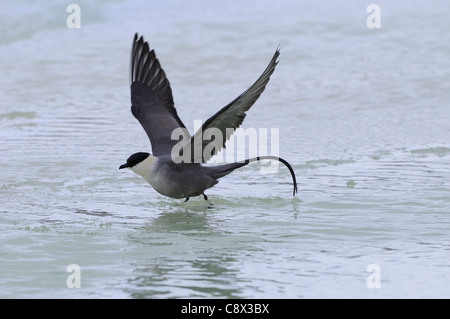 Long-tailed Skua (Stercorarius longicaudus) prendere il volo dalla superficie di acqua, Varanger, Norvegia Foto Stock