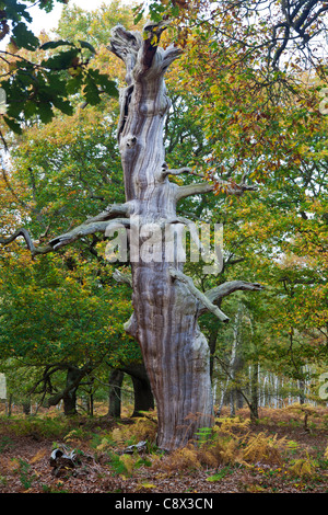 La Foresta di Sherwood Riserva Naturale Nazionale, Nottinghamshire, England, Regno Unito Foto Stock