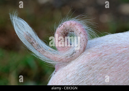 Gloucestershire vecchio spot di suini domestici, close-up di coda a ricciolo, Oxfordshire, Regno Unito Foto Stock