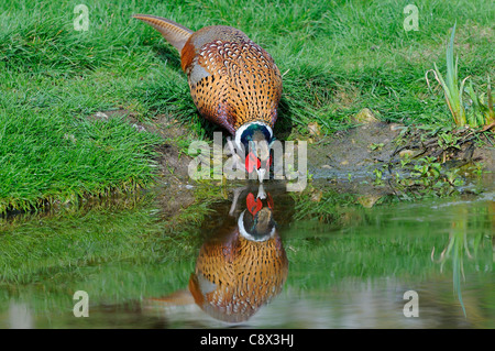 Il fagiano comune (Phasianus colchicus) maschio adulto acqua potabile, Oxfordshire, Regno Unito Foto Stock