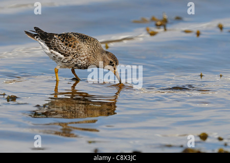 Purple Sandpiper (Calidris maritima) stando in mare poco profondo e alimentazione di acqua, Varanger, Norvegia Foto Stock