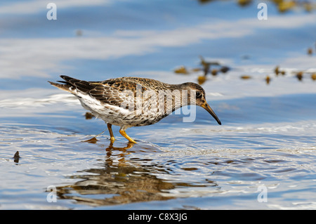 Purple Sandpiper (Calidris maritima) permanente sulla roccia in acqua di mare, Varanger, Norvegia Foto Stock