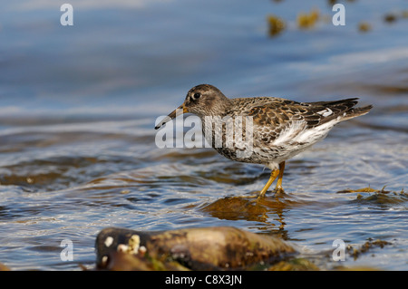 Purple Sandpiper (Calidris maritima) permanente sulla roccia in acqua di mare, Varanger, Norvegia Foto Stock