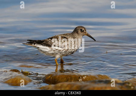 Purple Sandpiper (Calidris maritima) in piedi in acqua di mare, Varanger, Norvegia Foto Stock