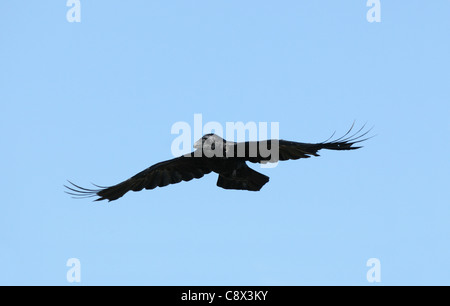 Corvo Imperiale (Corvus corax) adulto in volo, Varanger, Norvegia Foto Stock