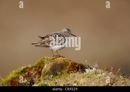 Di Temminck stint (Calidris temminckii) in piedi sul muschio coperto mound, in estate piumaggio di allevamento, Varanger, Norvegia Foto Stock