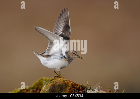 Di Temminck stint (Calidris temminckii) display territoriale, in estate piumaggio di allevamento, Varanger, Norvegia Foto Stock