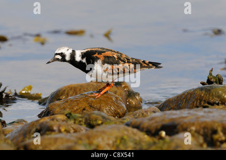 Turnstone (Arenaria interpres) in cerca di cibo tra rocce sulla riva del mare, Varanger, Norvegia Foto Stock