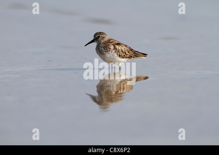 Almeno il Sandpiper (Calidris minutilla) Foto Stock