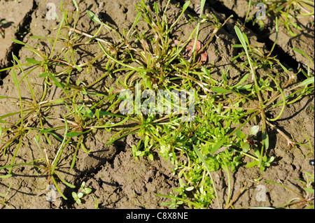 Mudwort, Limosella aquatica Foto Stock