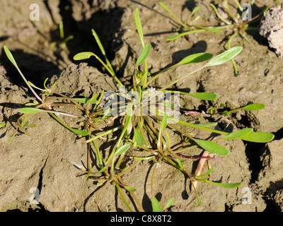 Mudwort, Limosella aquatica Foto Stock