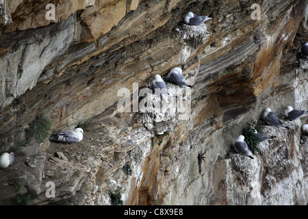 Nidificazione di gabbiani nelle vicinanze Whitby, East Yorkshire Costa, Giugno 2011 Foto Stock