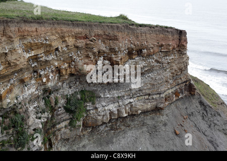 Nidificazione di gabbiani nelle vicinanze Whitby, East Yorkshire Costa, Giugno 2011 Foto Stock