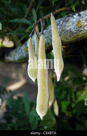 Semi di glicine cialde nel giardino di un manor house B&B in Britiande, Lamego, Portogallo. La pianta era in crescita nel corso di un lungo pergolato. Foto Stock