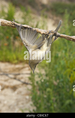 Capinera Sylvia atricapilla illegalmente intrappolati sulla limestick per uso come ambelopulia Cipro Foto Stock