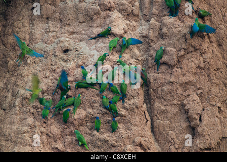 Castagne e fronteggiata Macaws (Ara severa) e blu con testa di pappagalli in argilla leccare Tambopata Peru Amazon Foto Stock