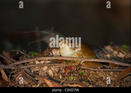 Giant Gladiator Raganella Hypsiboas bosans fiume del Amazon nr Iquitos Perù Foto Stock