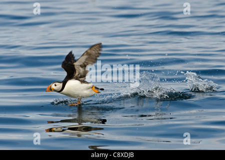 Puffin Fratercula arctica decollare farne Islands Northumberland Luglio Foto Stock