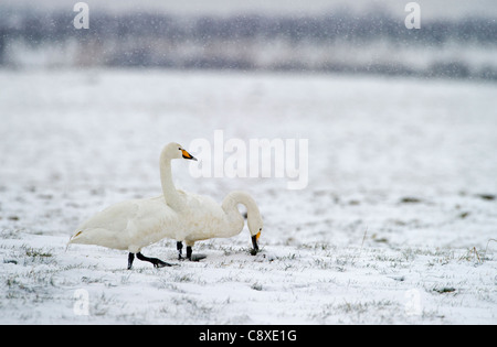 Whooper cigni Cygnus cygnus Solway Dumfries Scozia inverno Foto Stock