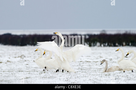 Whooper cigni Cygnus cygnus Solway Dumfries Scozia inverno Foto Stock