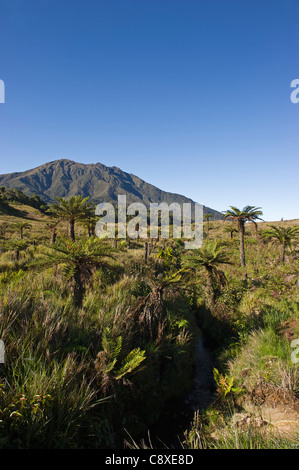 Pascoli alpini e cicadee a 9000 ft a Tari Gap in Southern Highlands di Papua Nuova Guinea Foto Stock