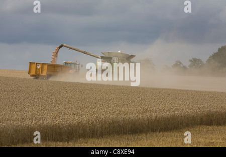 Mietitrebbia e un trattore raccolto raccolto di frumento nella periferia della città di Haverhill East Anglia Suffolk REGNO UNITO Foto Stock