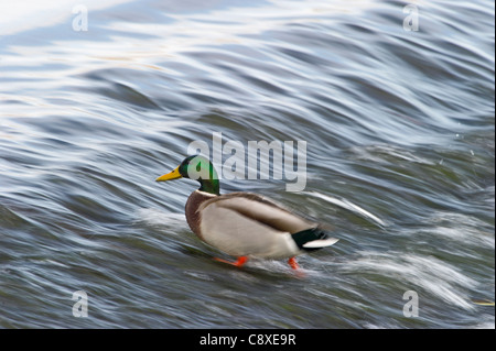 Germano reale Anas platyrhynchos maschio Dumfries Scozia inverno Foto Stock