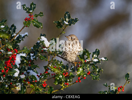 Mistle Thrush Turdus viscivorus alimentazione su holly bacche Norfolk Dicembre Foto Stock