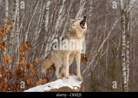 Lupo Canis lupus ululati Minnesota N America inverno Foto Stock