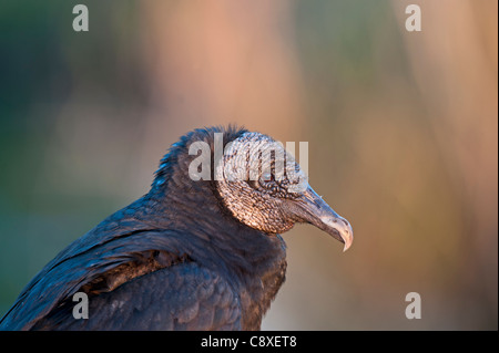 Nero (americano) Vulture Coragyps atratus Anhinga Trail Florida Foto Stock