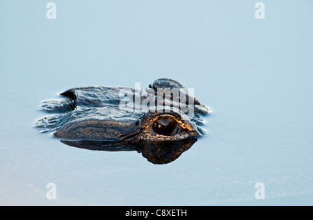 American Alligator Alligator mississippensis Anhinga Trail Everglades della Florida Foto Stock