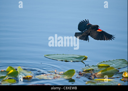Rosso-winged Blackbird Agelaius phoeniceus Everglades della Florida USA Foto Stock