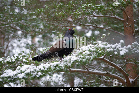 Capercailie Tetrao urogallus maschio rogue visualizzazione delle Highlands Scozzesi Febbraio Foto Stock