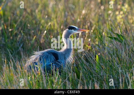 Airone blu Ardea erodiade Everglades della Florida Foto Stock