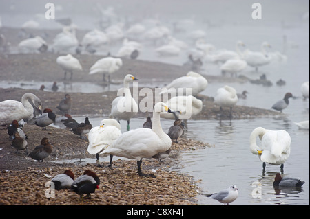 Bewick's Swan Cygnus columbianus Slimbridge Glos inverno Foto Stock