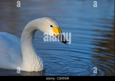 Bewick's Swan Cygnus columbianus Slimbridge Glos inverno Foto Stock