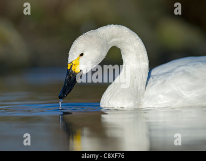 Bewick's Swan Cygnus columbianus Slimbridge Glos inverno Foto Stock