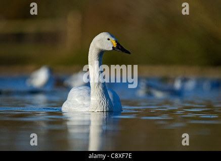 Bewick's Swan Cygnus columbianus Slimbridge Glos inverno Foto Stock