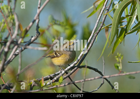 Bianco-eyed Vireo Vireo griseus Everglades della Florida Foto Stock