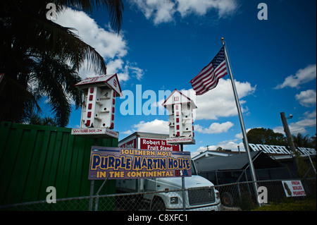 Viola Martin Casa Progne subis Nr Homestead, Florida USA Foto Stock