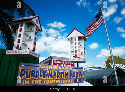 Viola Martin Casa Progne subis Nr Homestead, Florida USA Foto Stock