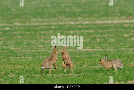 Brown lepre Lepus europaeus Norfolk molla Foto Stock