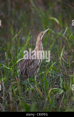 American tarabuso Botaurus lentigonosus Everglades della Florida USA Foto Stock