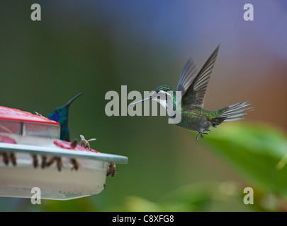 Grigio-tailed Mountain Gem Lampornis cinereicauda femmina alimentatore a Cordillera Talamanca Costa Rica Foto Stock