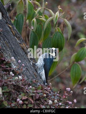 Acorn Woodpecker Melanerpes formicivorus Savegre Costa Rica Foto Stock