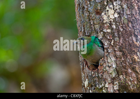 Risplendente Quetzal Pharomachrus mocinno femmina alla nest Altipiani Centrali Costa Rica Foto Stock