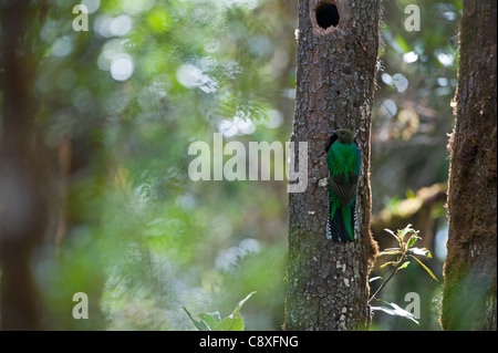 Risplendente Quetzal Pharomachrus mocinno femmina alla nest Altipiani Centrali Costa Rica Foto Stock