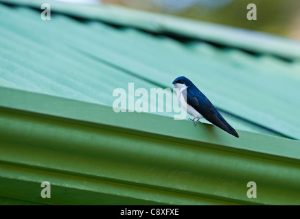 Blu e bianco Swallow Notiochelidon cyanoleuca Savegre Costa Rica Foto Stock