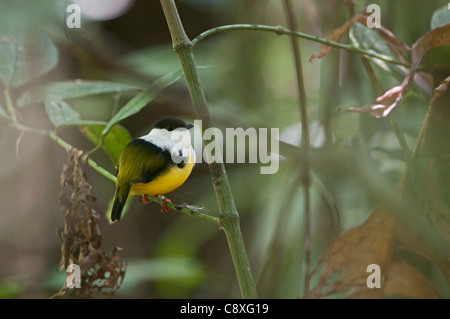 Bianco-collare Manacus Manakin candei visualizzazione a lek La Selva Costa Rica Foto Stock