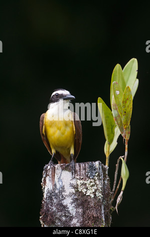 Grande Kiskadee Pitangus sulfuratus La Selva Costa Rica Foto Stock